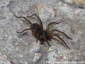 How to Keep Spiders Away From Playground – Naturally