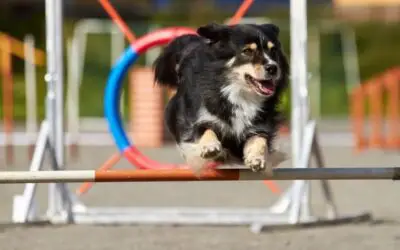 How To Build Your Own Dog Playground